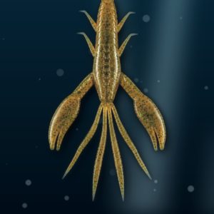 sample craw3 gopro