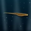 sample fluke2 gopro sample fluke2 gopro
