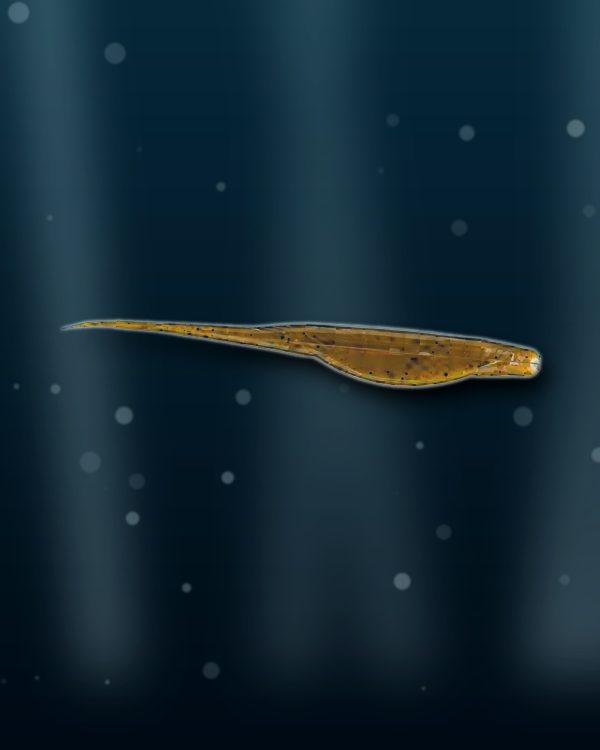 sample fluke2 gopro sample fluke2 gopro