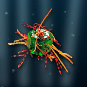 sample hexavirus1 gopro